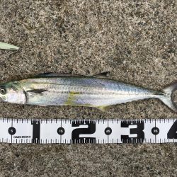 太刀魚いい感じ